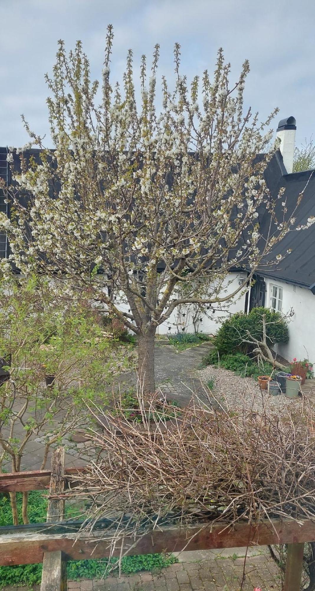 Bjerred B&B Bjärred Eksteriør bilde